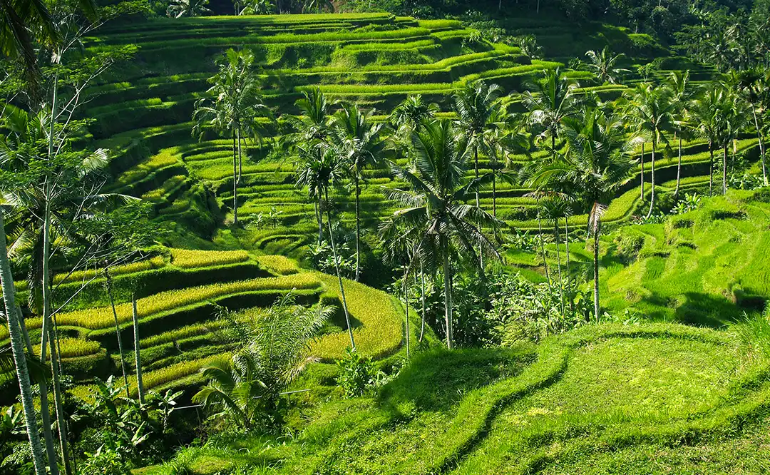 Rizières en terrasses verdoyantes près d’Ubud, Bali Rizières en terrasses verdoyantes près d’Ubud, Bali