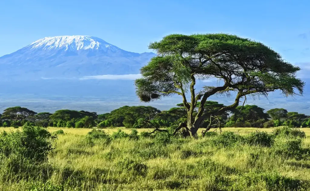 Safari au Kenya