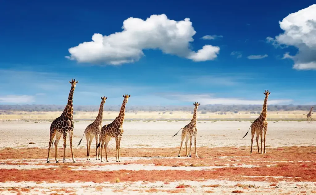 Namibie – Circuit en lodges