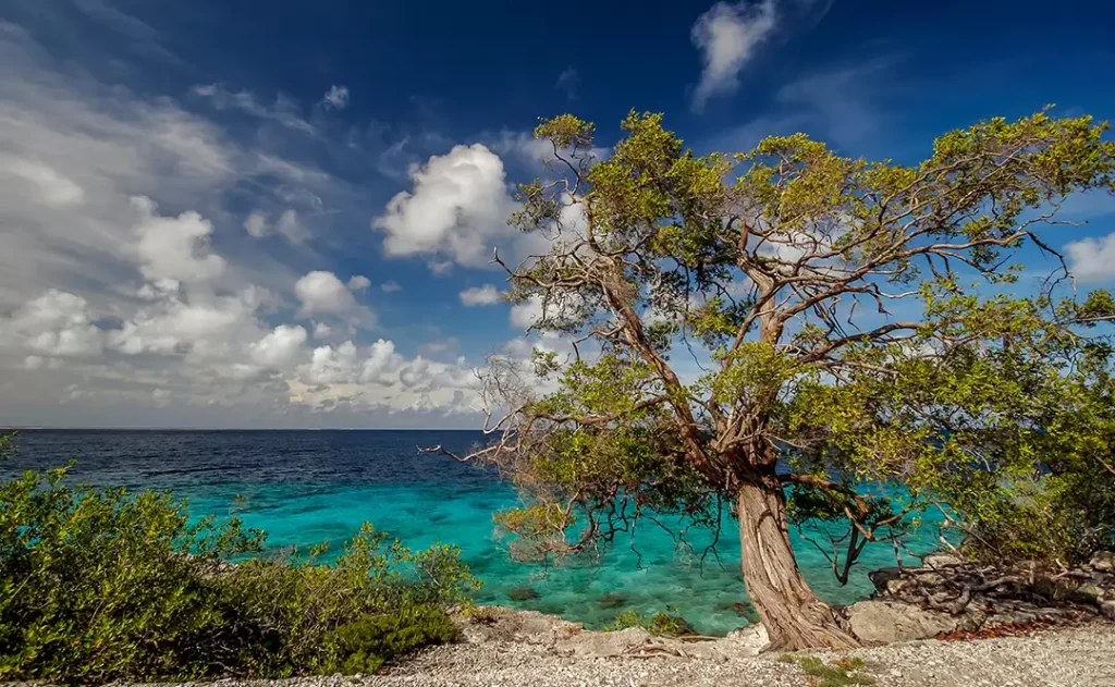 Bonaire – Plongez dans les eaux cristallines